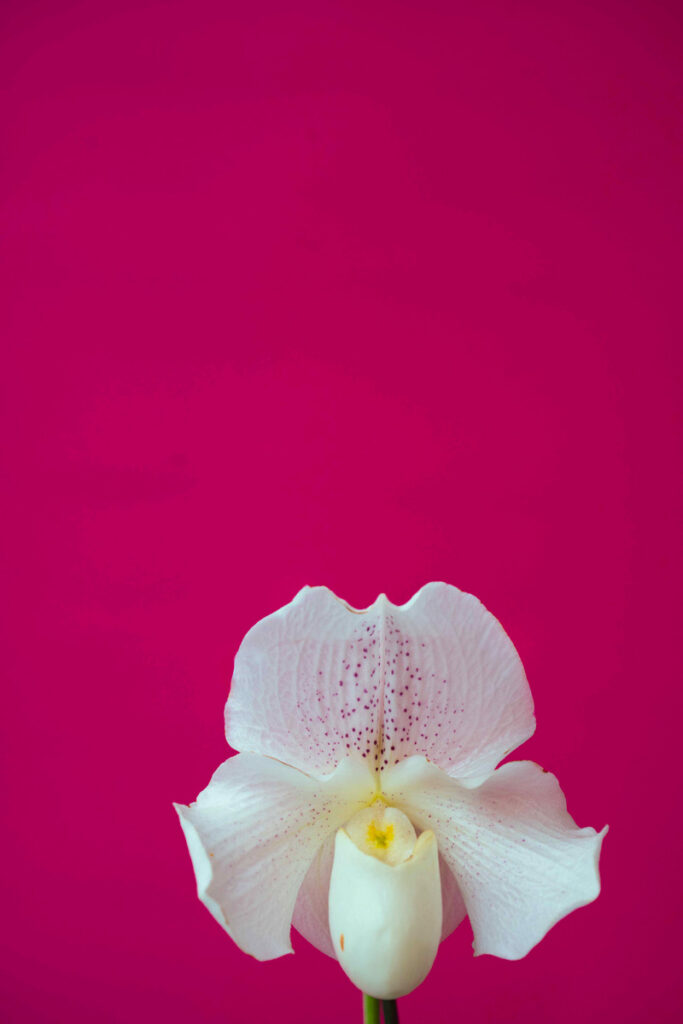 Fiore