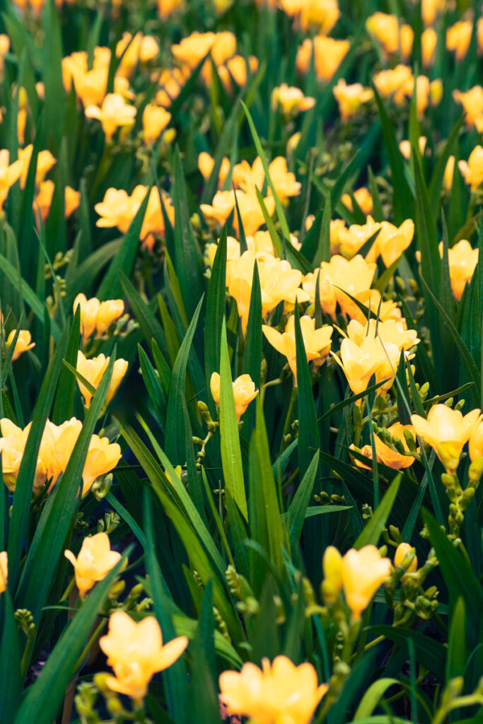 Tulipani gialli