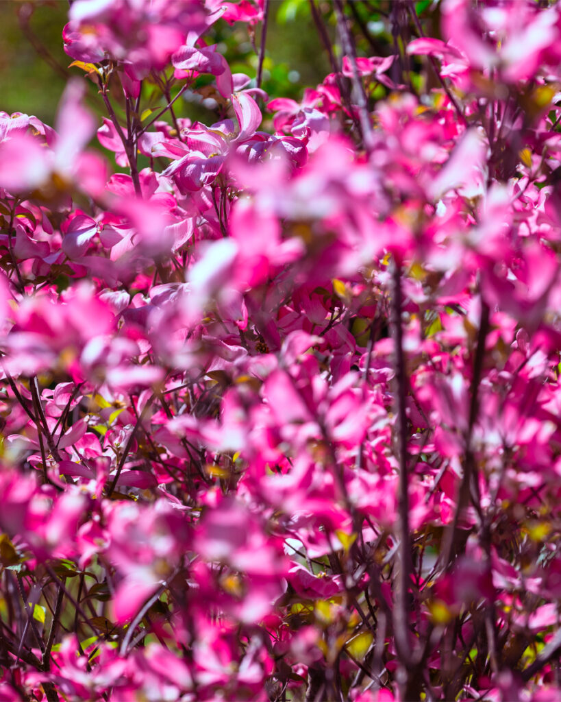 Fiori fioriti