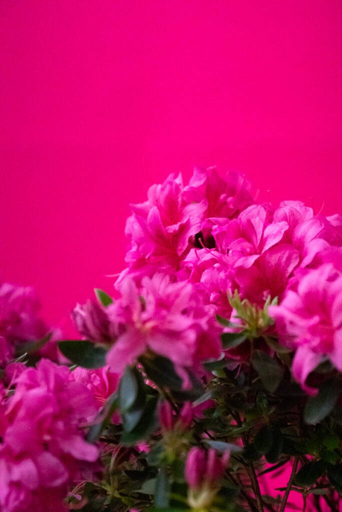Fiori rosa